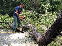 Best Palm Tree Trimming  in Lindale, TX