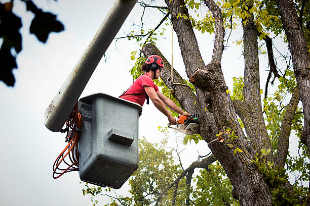 Best Root Management and Removal  in Lindale, TX