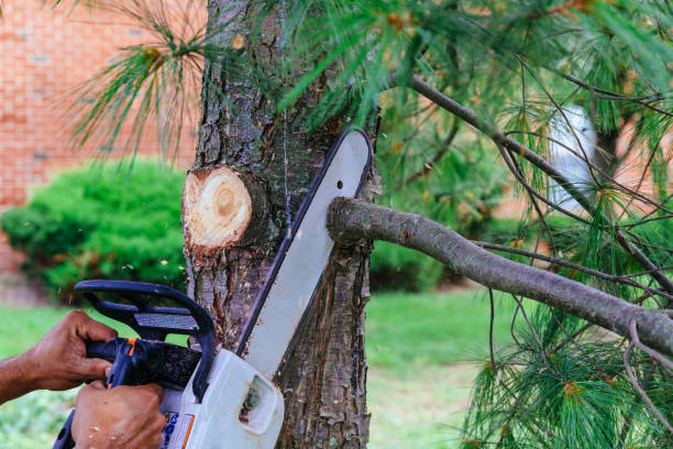 How Our Tree Care Process Works  in  Lindale, TX